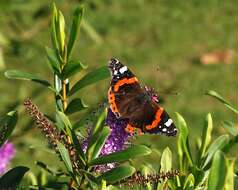 Image of Red Admiral