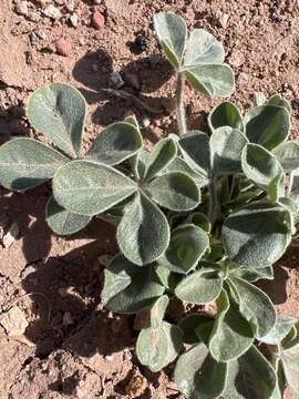 Image of beaver Indian breadroot