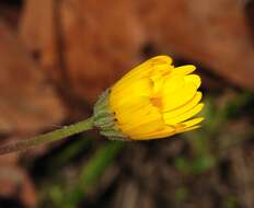 Image of common hawkweed