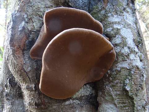 Image of Phellinus igniarius (L.) Quél. 1886