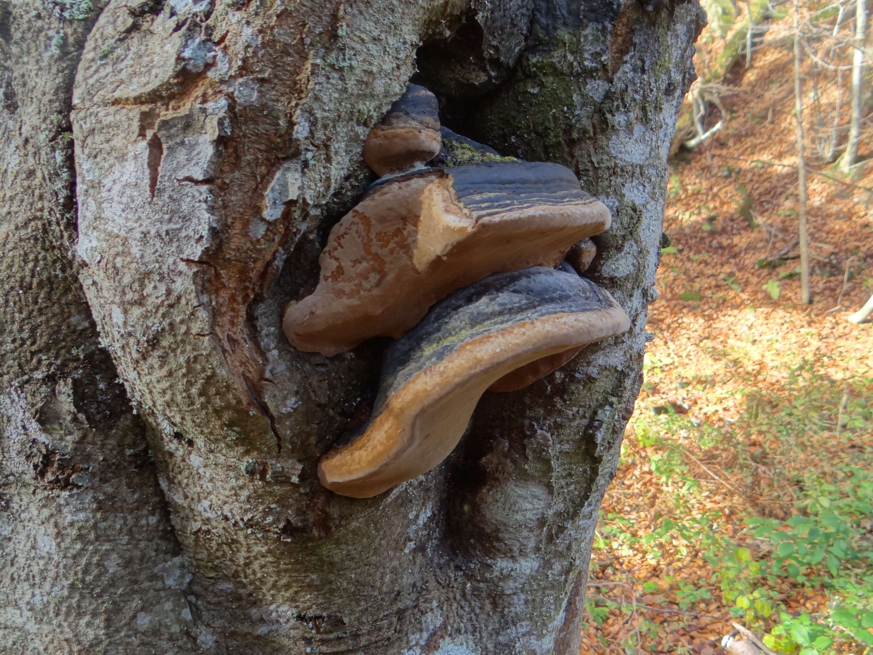 Phellinus igniarius (L.) Quél. 1886 resmi