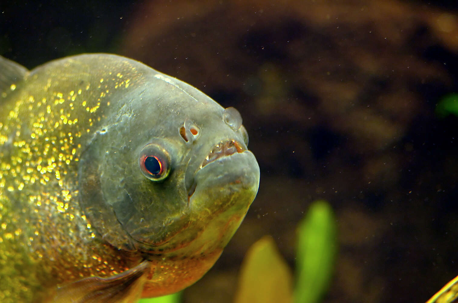 Image of Red-bellied piranha