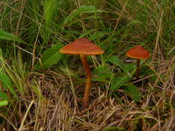 Image of Cortinarius sanguineus