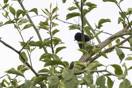 Image of White-bellied Tit