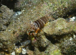 Image of Striped bumblebee shrimp