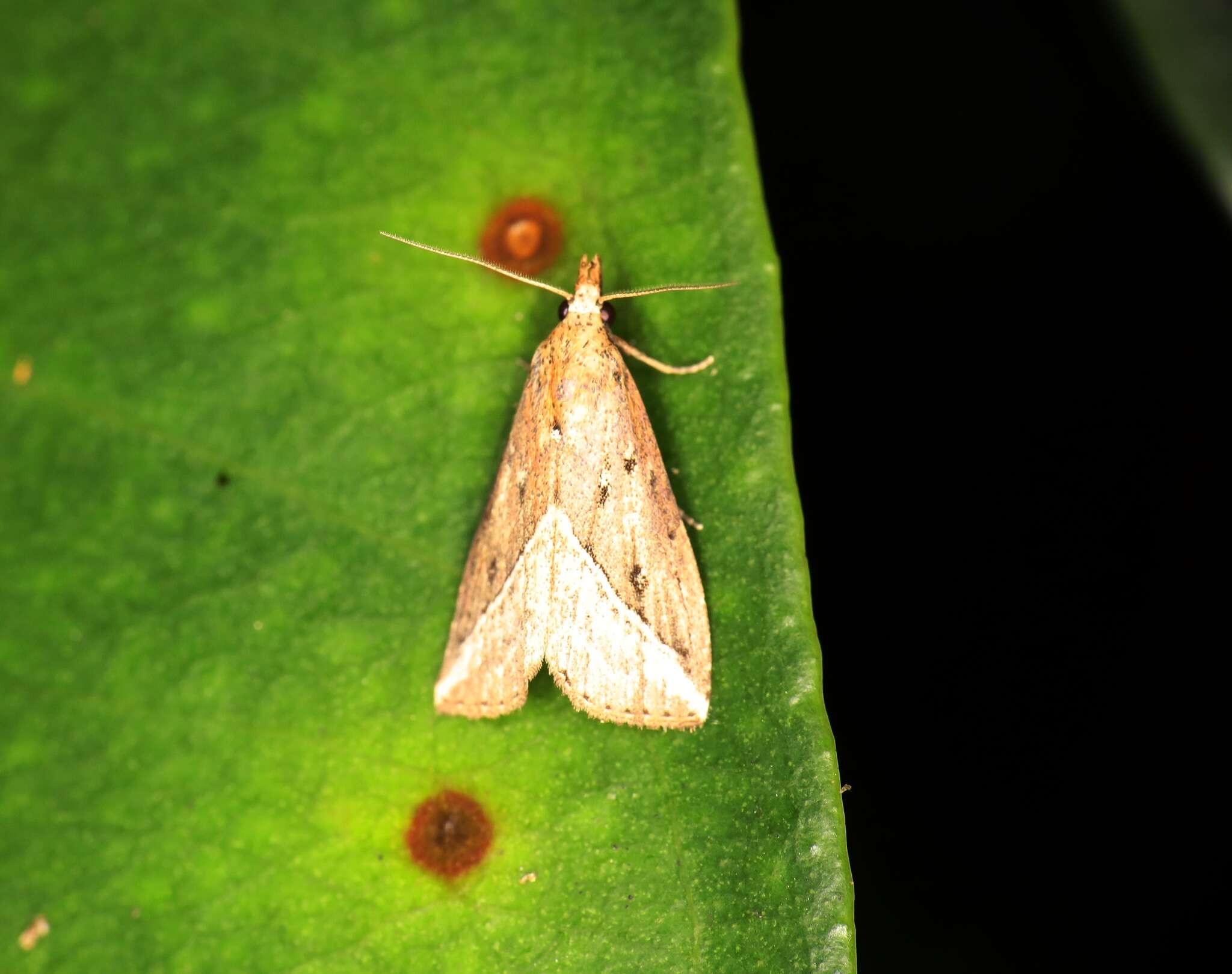 Image of Luceria striata Galsworthy 1997