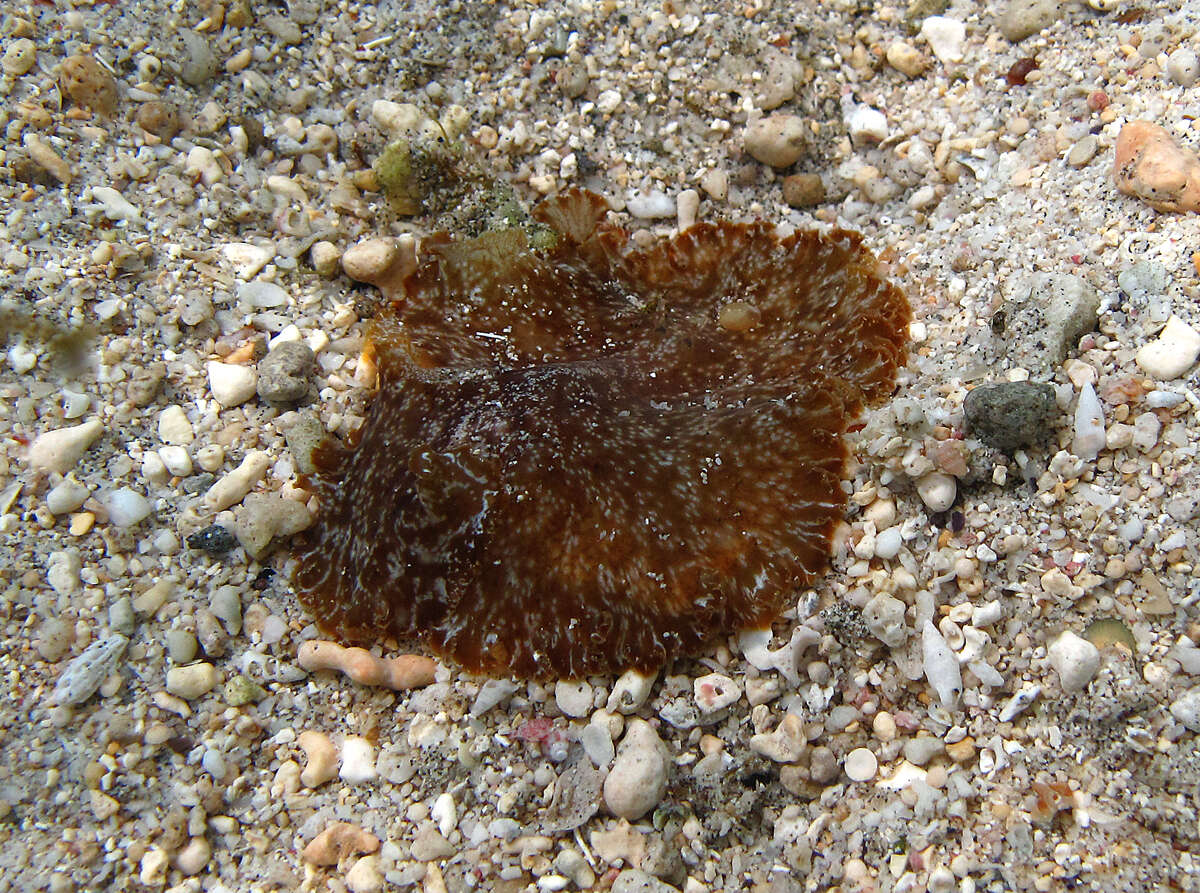 Image de Polycladida