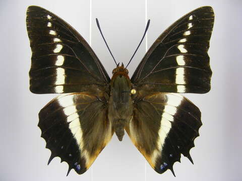 Imagem de Charaxes brutus angustus Rothschild 1900