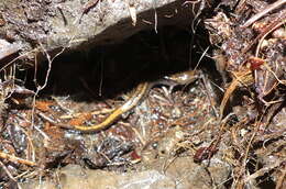 Image of Larch Mountain salamander