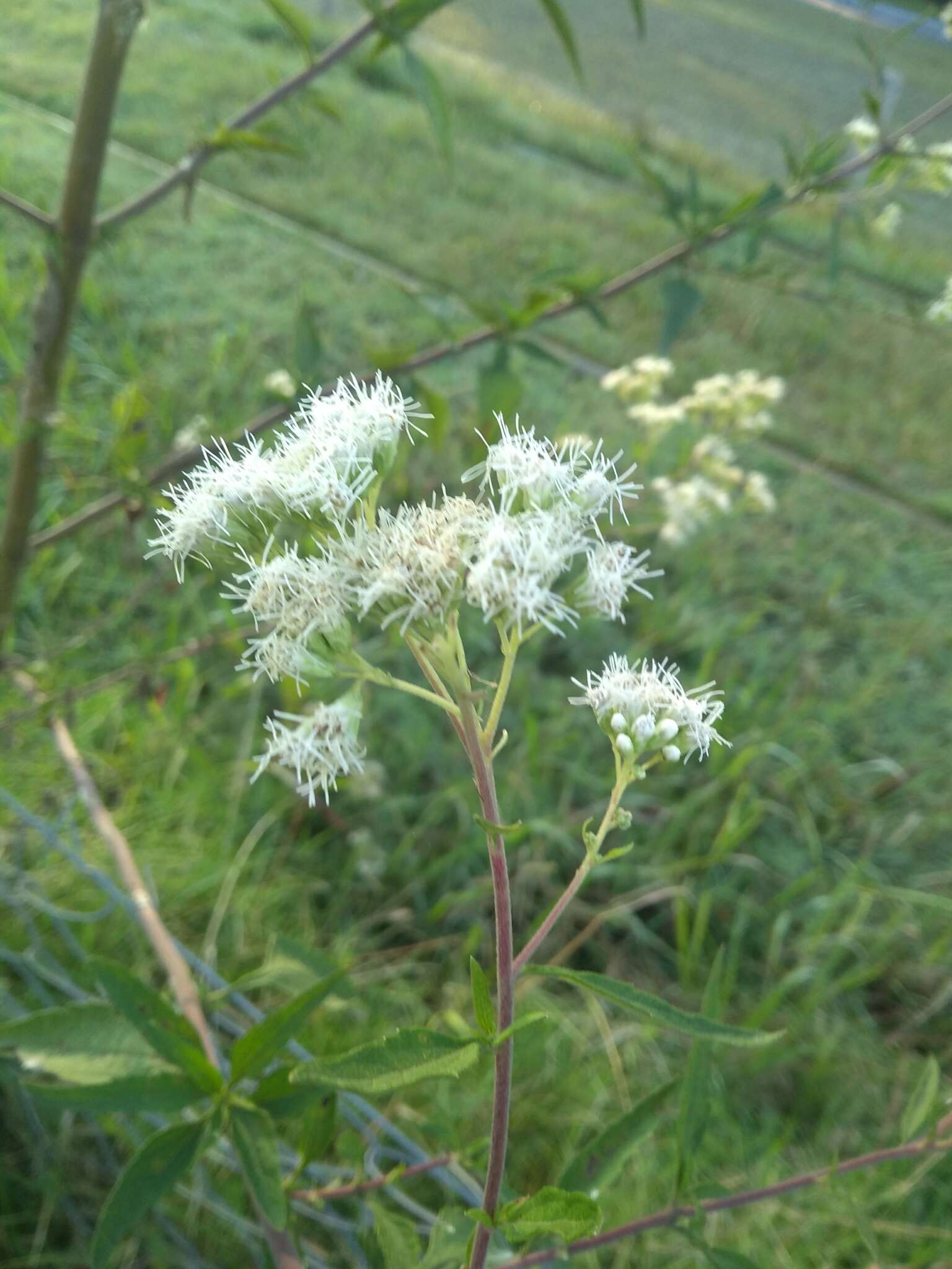 Image of Austroeupatorium inulifolium (Kunth) R. King & H. Rob.