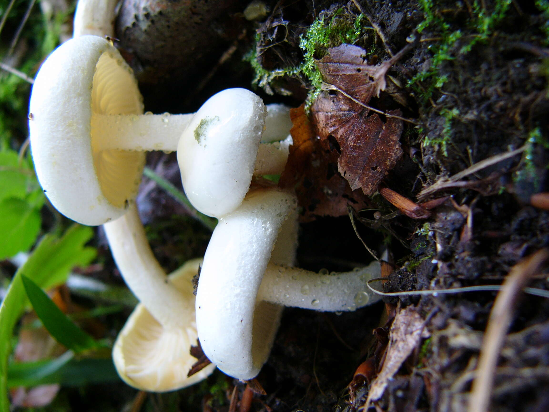 Image of Hygrophorus eburneus (Bull.) Fr. 1838