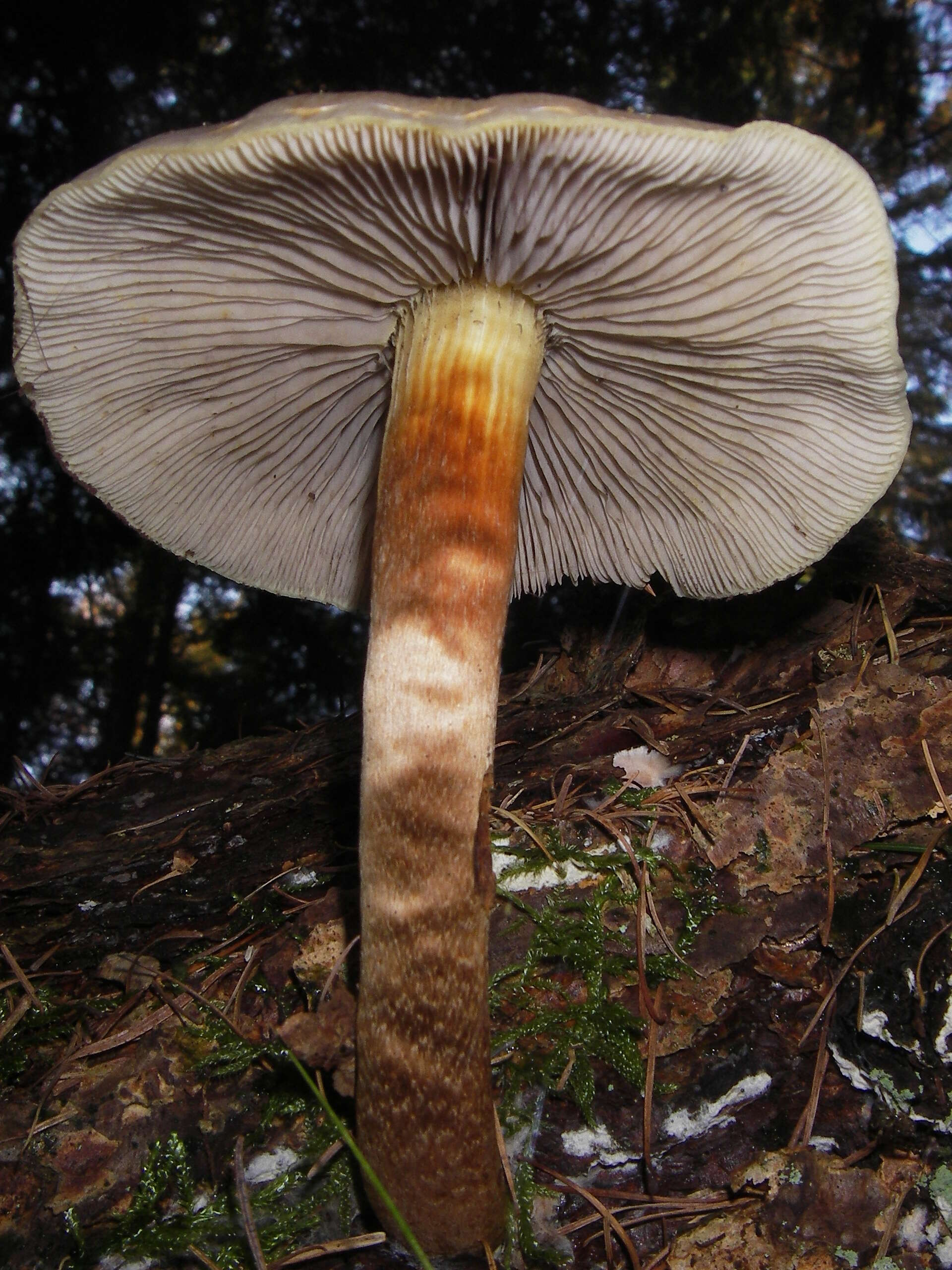 Image of Hypholoma capnoides (Fr.) P. Kumm. 1871