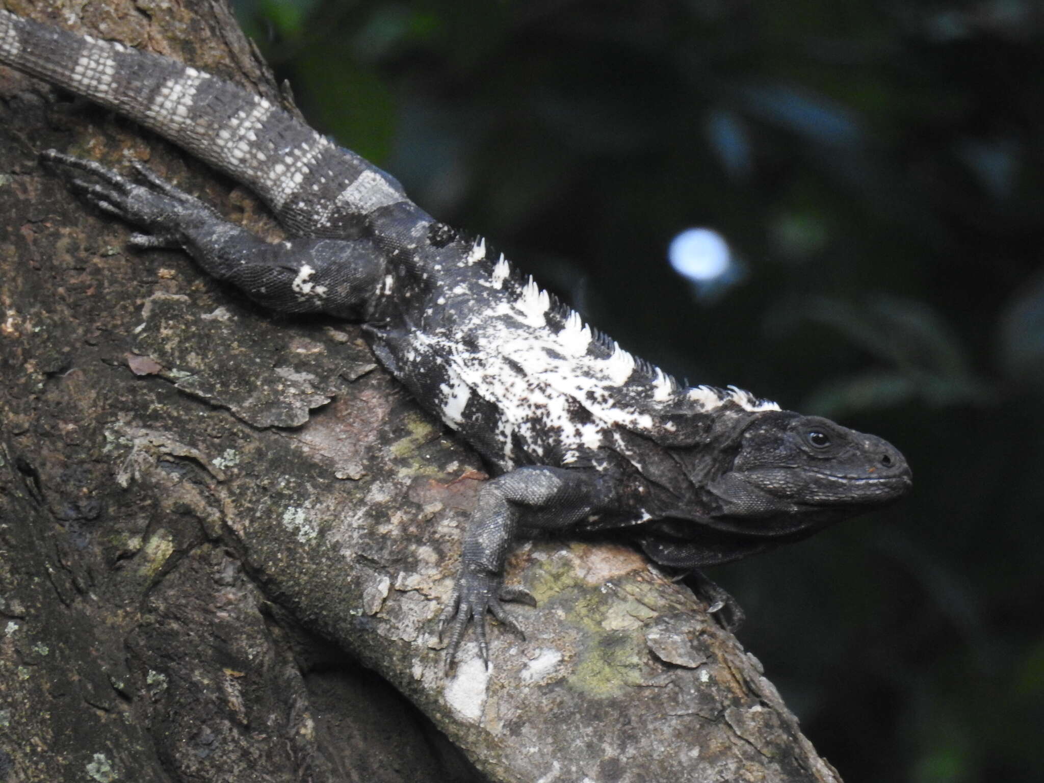 Image of De Queiroz's Spiny-tailed Iguana