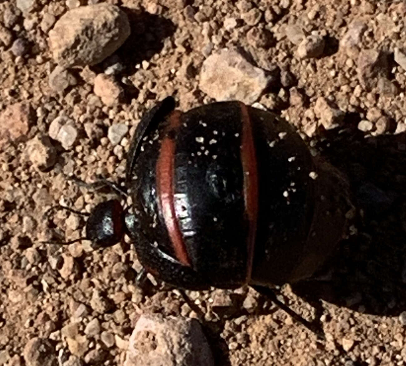 Image of Megetra punctata Selander 1965