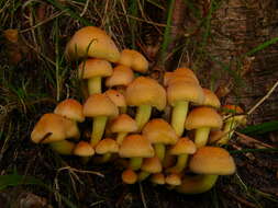 Imagem de Hypholoma fasciculare (Huds.) P. Kumm. 1871