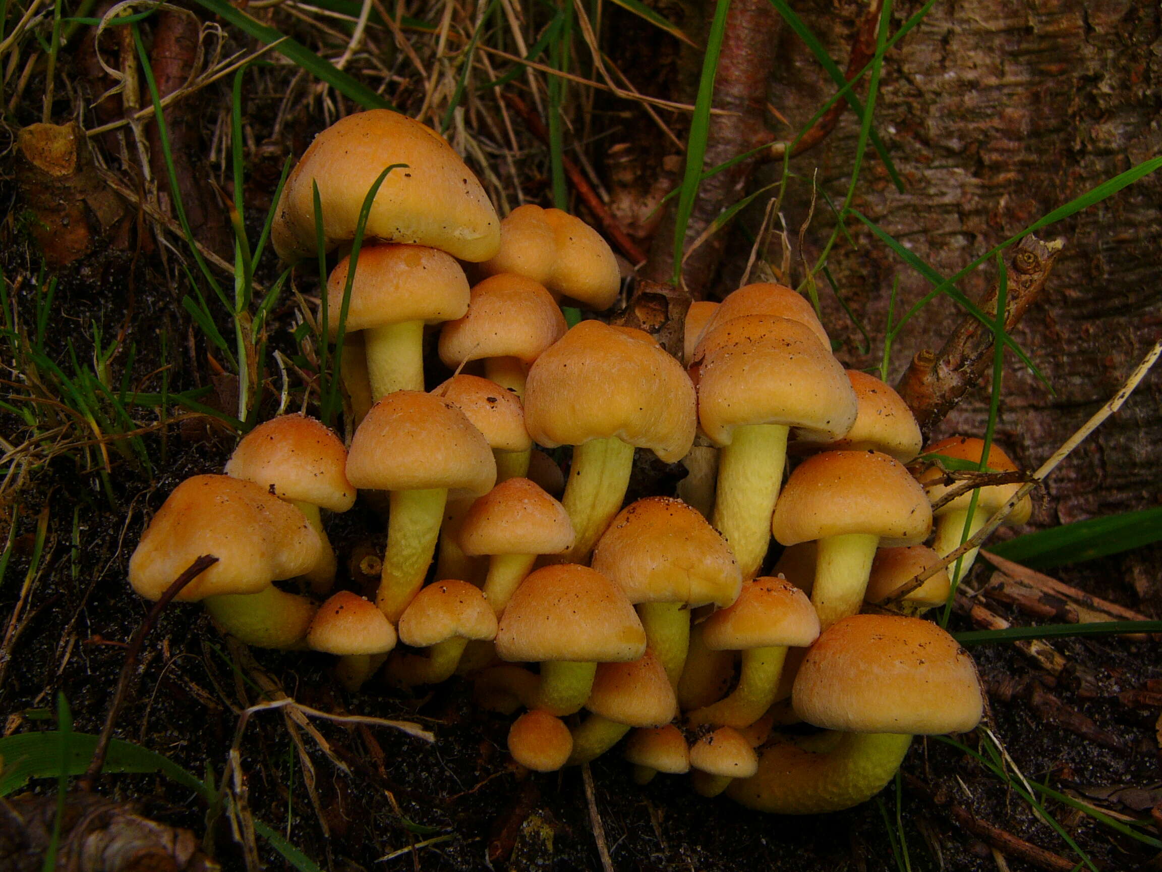 Image of Hypholoma fasciculare (Huds.) P. Kumm. 1871