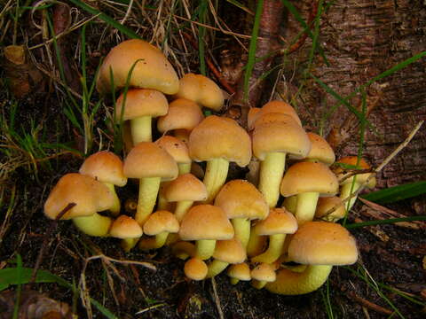 Imagem de Hypholoma fasciculare (Huds.) P. Kumm. 1871