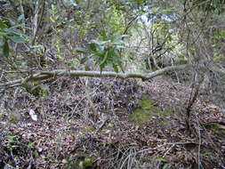 Image of Lance-leaved waxberry