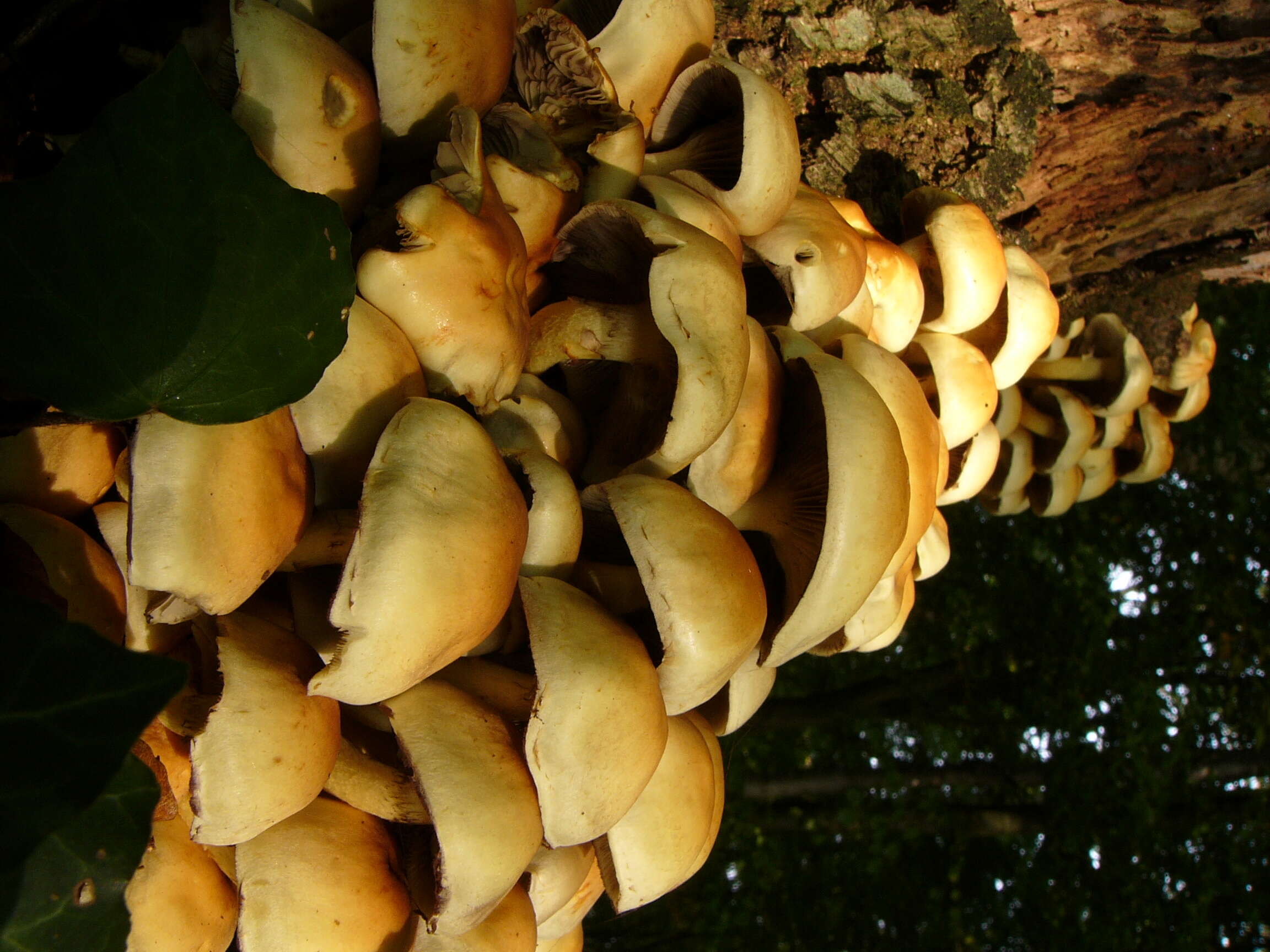 Image of Hypholoma fasciculare (Huds.) P. Kumm. 1871