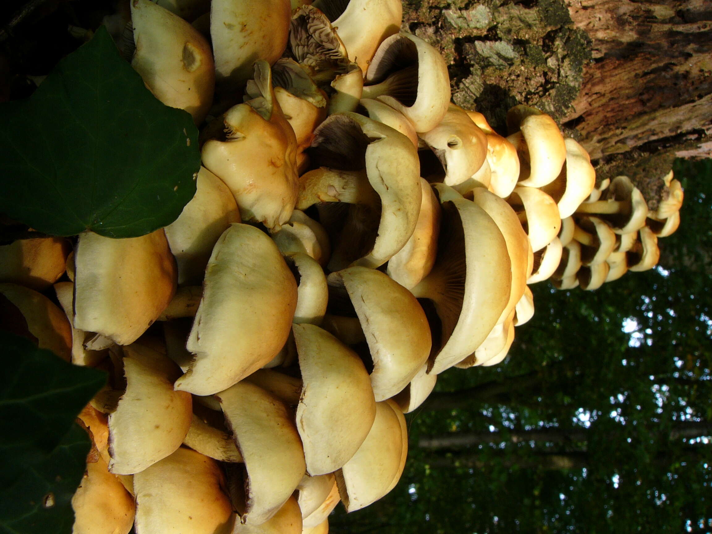 Image of Hypholoma fasciculare (Huds.) P. Kumm. 1871