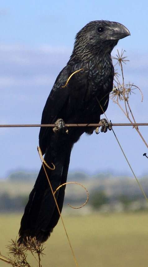 Imagem de Crotophaga Linnaeus 1758