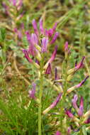 Image of Astragalus monspessulanus subsp. monspessulanus