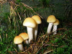 Image of Hypholoma capnoides (Fr.) P. Kumm. 1871