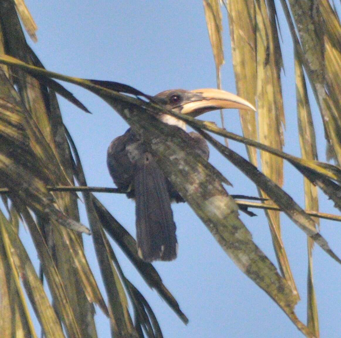 Image of Ceylon Grey-Hornbill