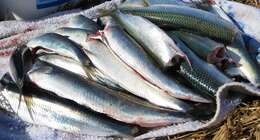 Image of Atlantic Herring