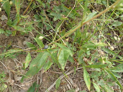 Image of eastern showy aster