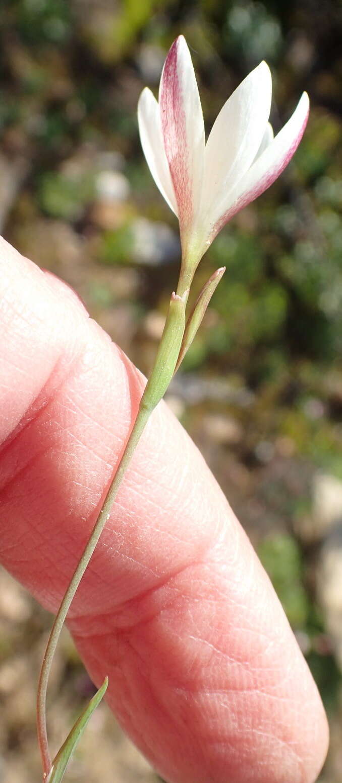 Image of Geissorhiza inconspicua Baker