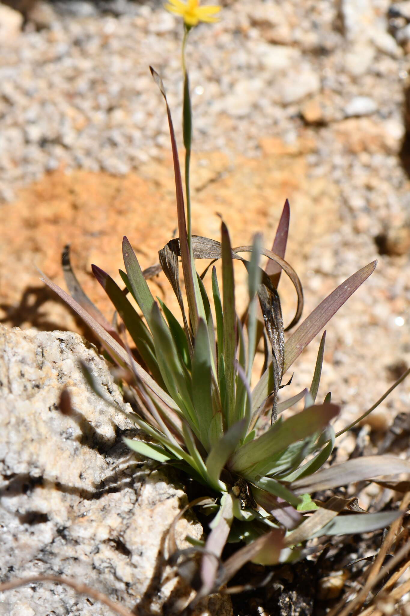 Image of Nodding Blue-Eyed-Grass