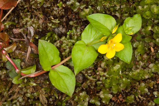 Image of Lysimachia nemorum L.