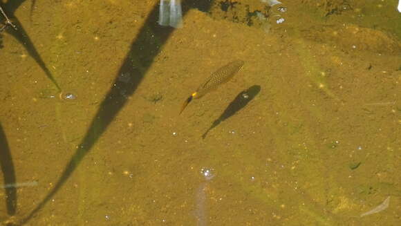 Image of Glass tetra