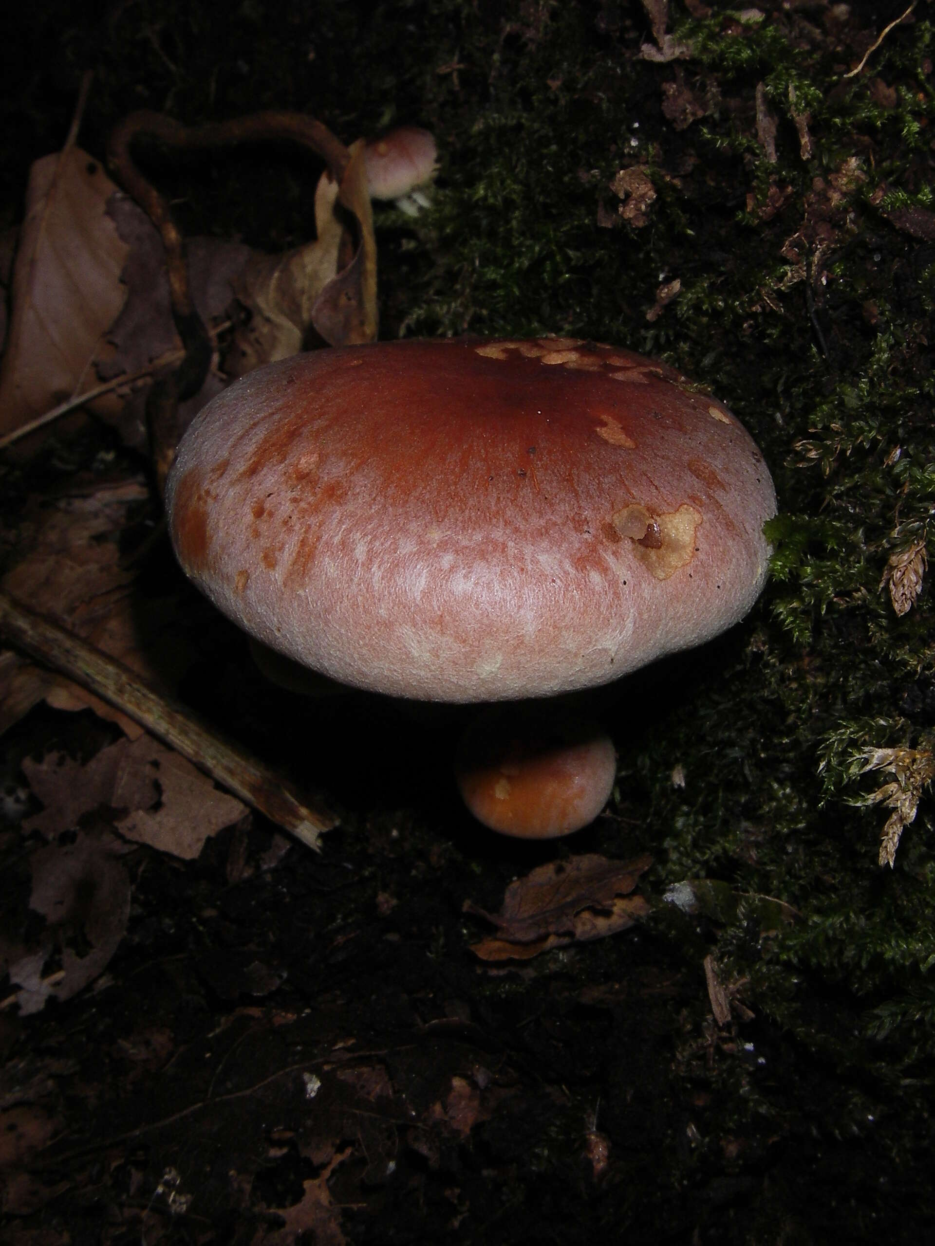 Imagem de Hypholoma lateritium (Schaeff.) P. Kumm. 1871