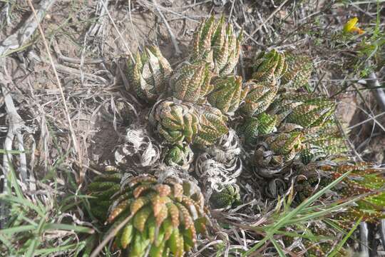 Image of Haworthiopsis fasciata var. fasciata