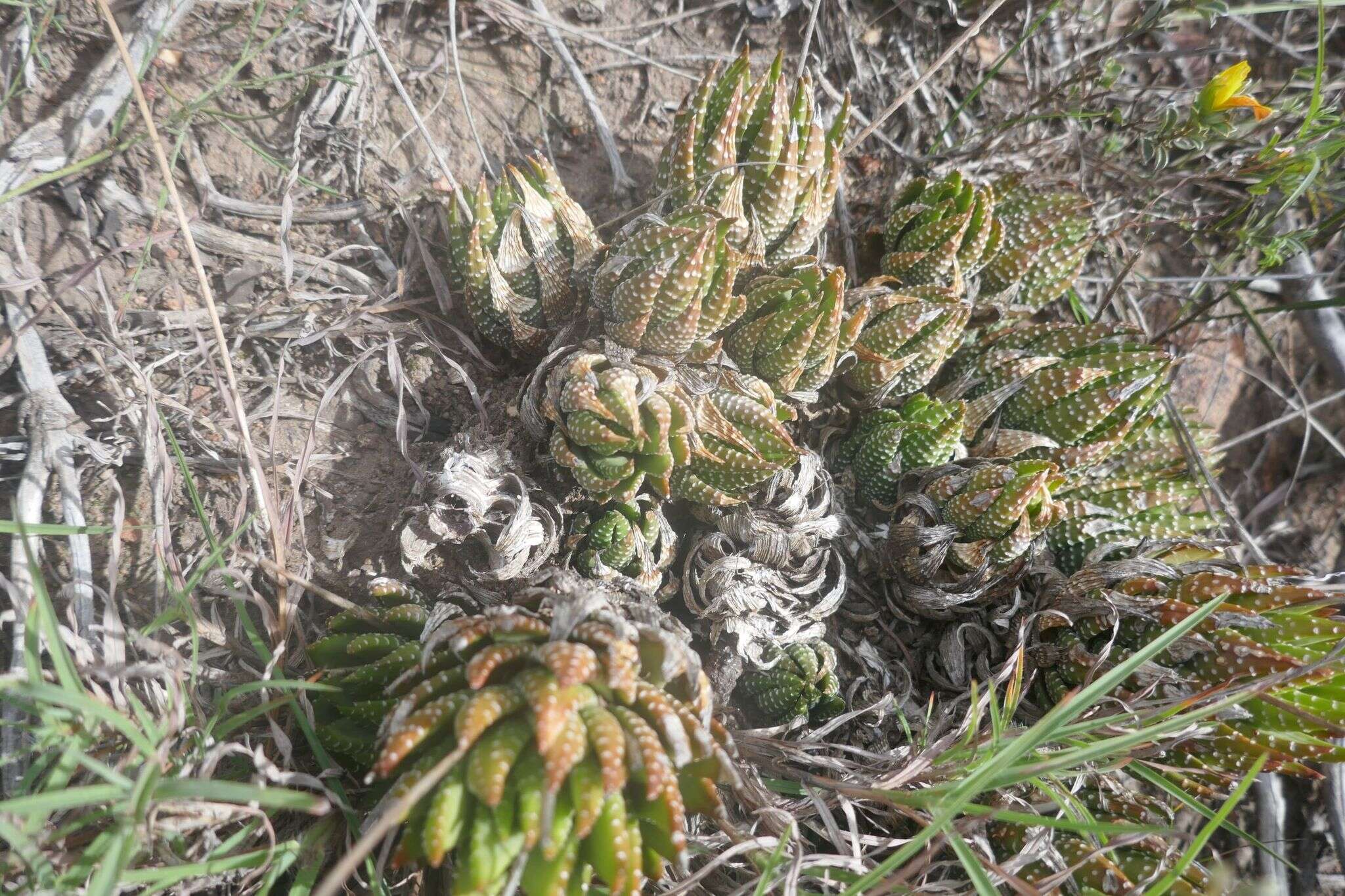 Image of Haworthiopsis fasciata var. fasciata