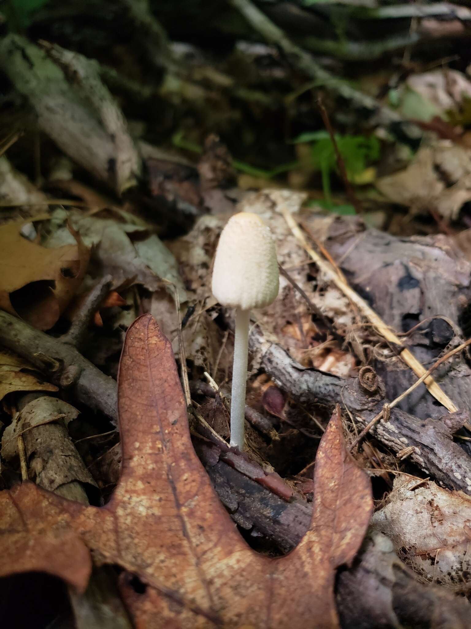 Image of Coprinellus xanthothrix (Romagn.) Vilgalys, Hopple & Jacq. Johnson 2001