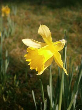 Image of Narcissus pseudonarcissus subsp. major (Curtis) Baker