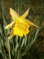 Image of Narcissus pseudonarcissus subsp. major (Curtis) Baker