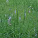 Sivun Barnardia japonica (Thunb.) Schult. & Schult. fil. kuva