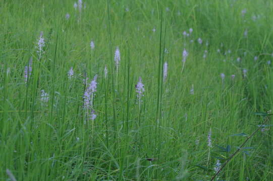 Image of Barnardia japonica (Thunb.) Schult. & Schult. fil.