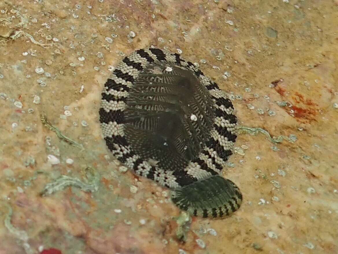 Image of West Indian green chiton