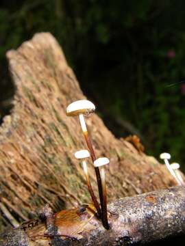 صورة Marasmius rotula (Scop.) Fr. 1838