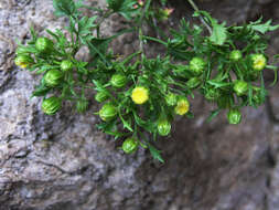 Perityle cochisensis (Niles) A. M. Powell resmi