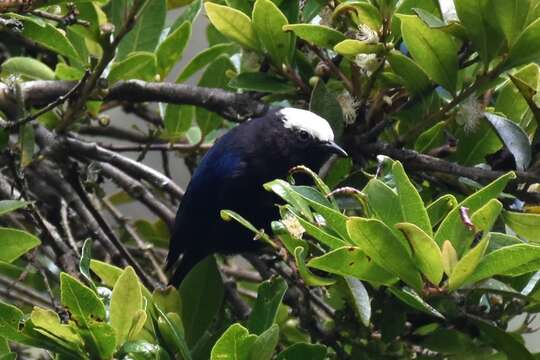 Image of Capped Conebill