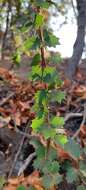 Image of Berberis actinacantha Mart. ex Schult. fil.