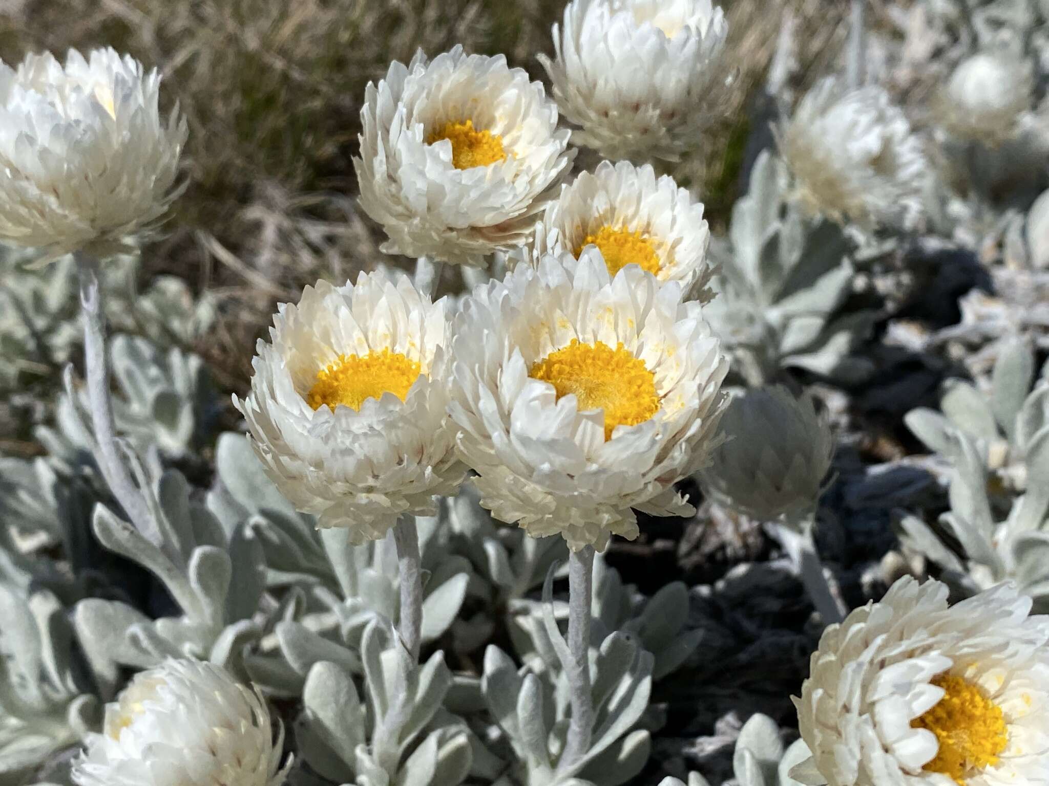 Image of Leucochrysum alpinum (F. Müll.) R. J. Dennis & N. G. Walsh