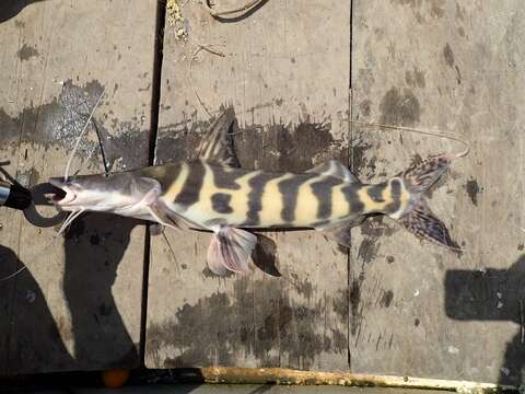 Brachyplatystoma juruense (Boulenger 1898) resmi