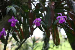 Imagem de Sobralia macrantha Lindl.